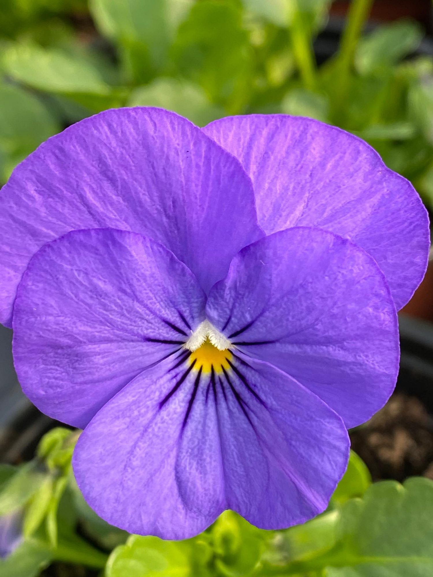 Našlaitė True Blue“ — Dekoaugalai